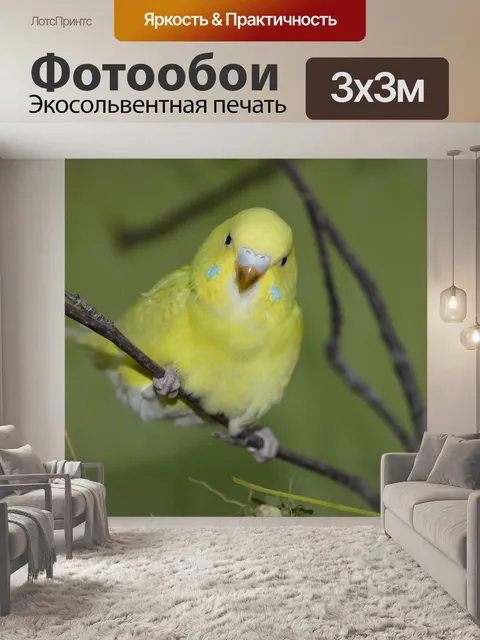 Фотообои Волнистый попугайчик