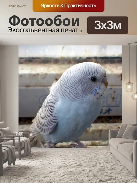 Фотообои Волнистый попугайчик