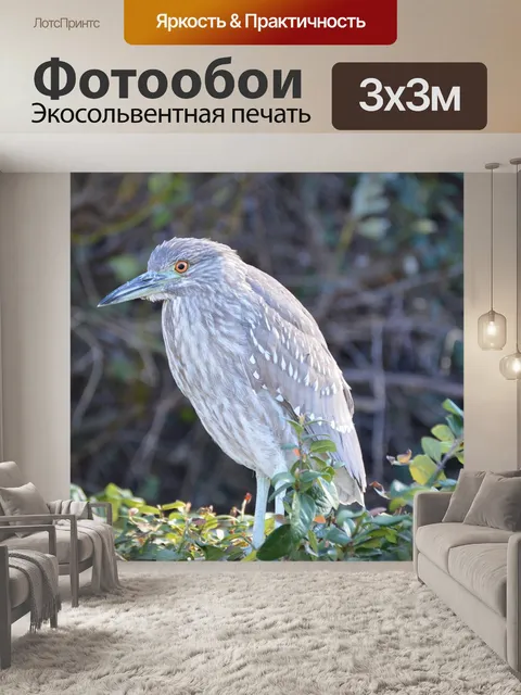 Фотообои Черная цапля