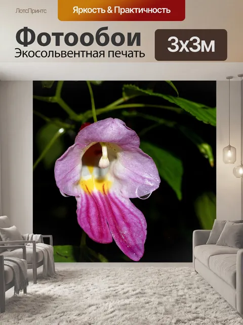 Фотообои Цветок попугая Чианг Дао, Чианг Май