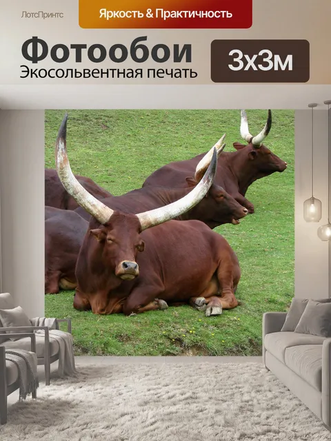 Фотообои крупный рогатый скот