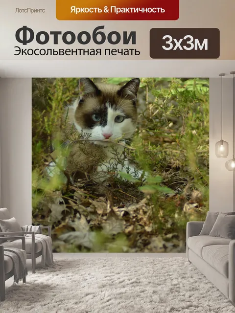 Фотообои Кошка