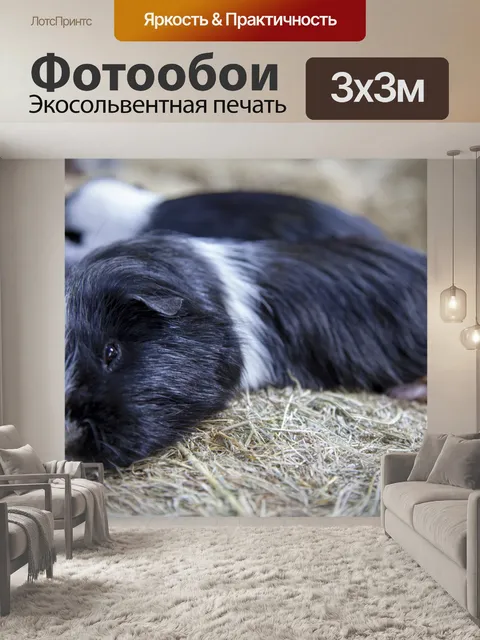 Фотообои Guniea Свинья