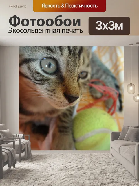 Фотообои Кошка