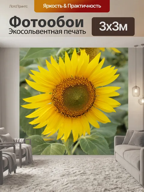 Фотообои Подсолнечник