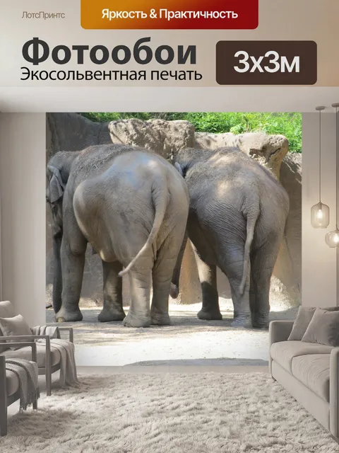 Фотообои Слоны