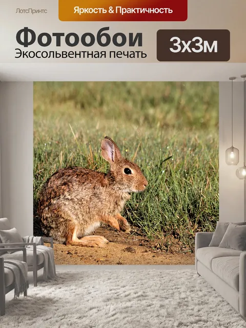 Фотообои Кролик кролика и утренняя роса