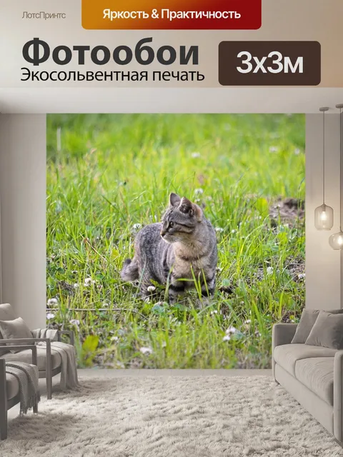Фотообои Молодой котенок