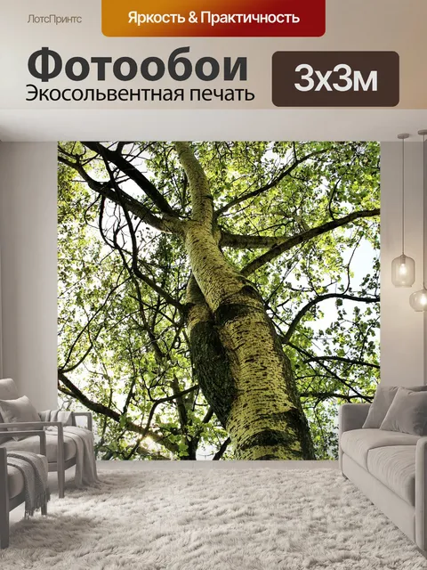 Фотообои Береза