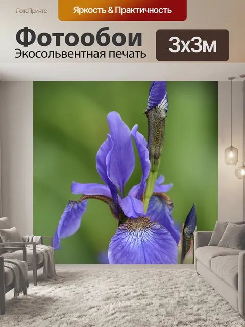 Фотообои Ирис