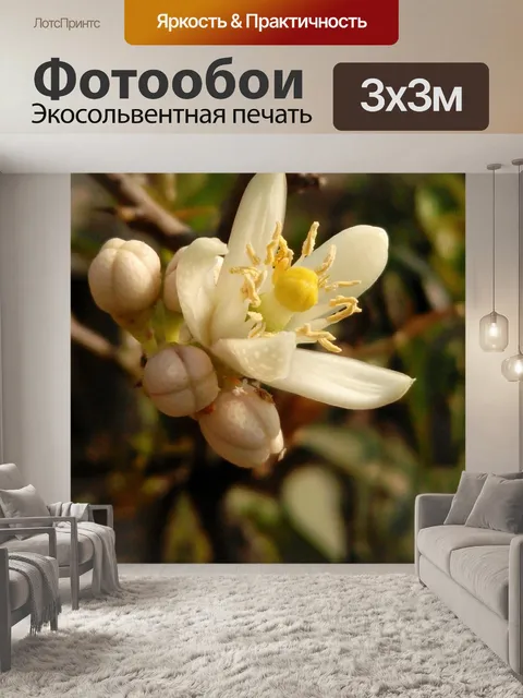 Фотообои Цветок