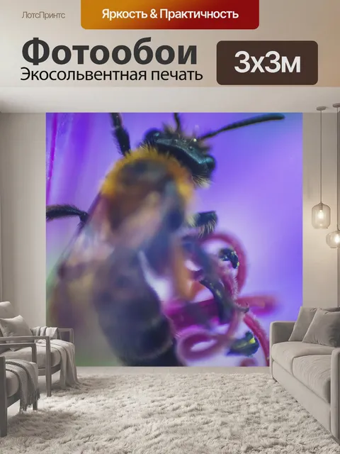 Фотообои Пчела