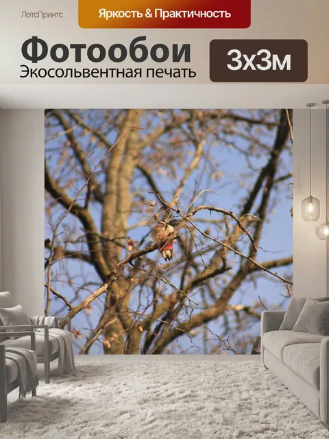 Фотообои Ветви