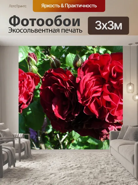 Фотообои Розовый Куст