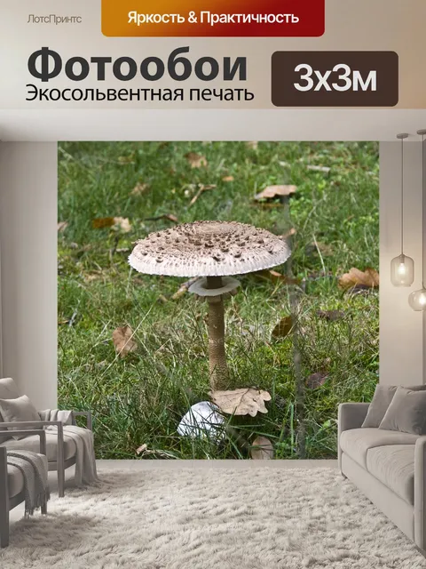 Фотообои Экран грибок
