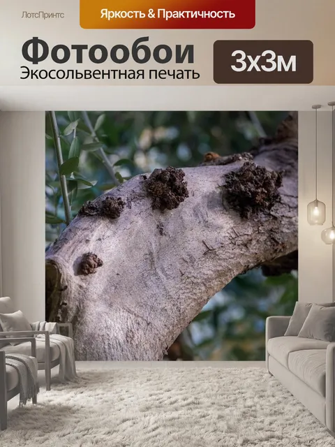 Фотообои Кора