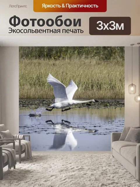 Фотообои Трубач Лебедь взлетает