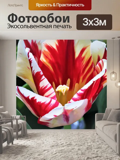 Фотообои Красный и белый тюльпан крупным планом 2