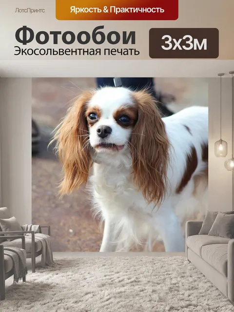 Фотообои Собака