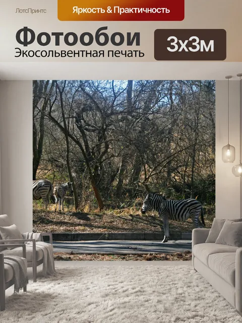 Фотообои Зебра в groenkloof