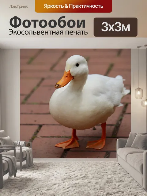 Фотообои Утка