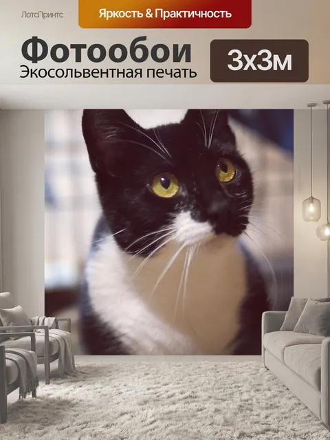 Фотообои Cat