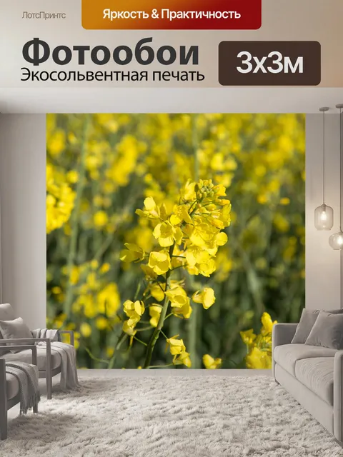 Фотообои Область желтого рапса