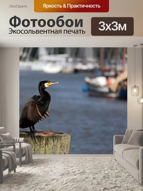 Фотообои Баклан