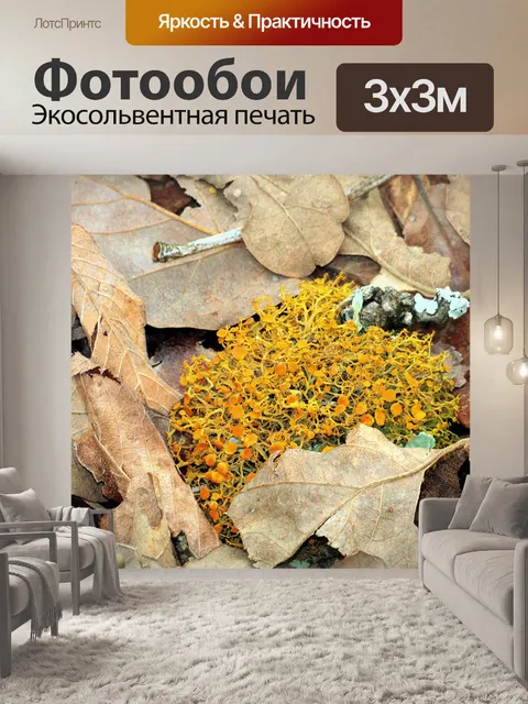 Фотообои Стройный оранжевый лишайник лишай крупны