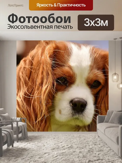 Фотообои Собака