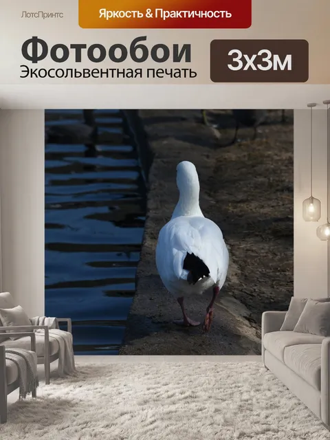 Фотообои Белая утка уходит прочь