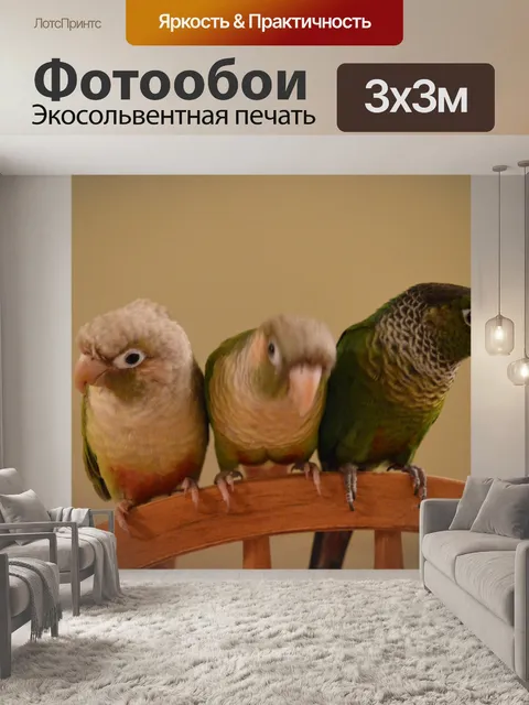Фотообои Зеленый Чик Conure