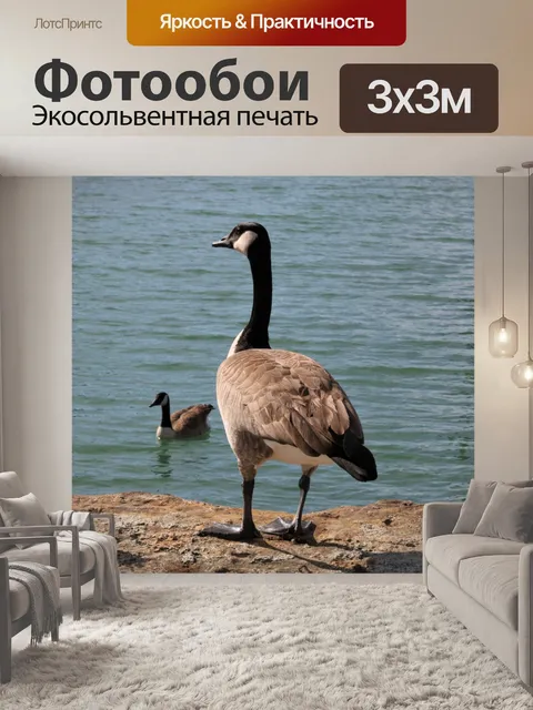Фотообои Канадский гусь на пирсе