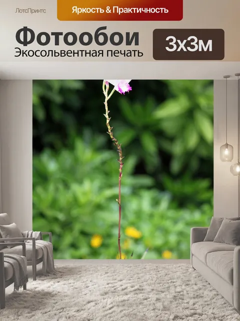 Фотообои один белый и красный цветок орхидеи
