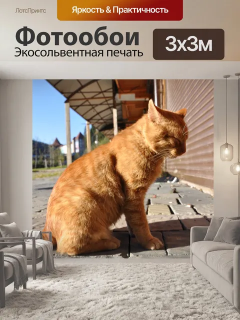 Фотообои Кот