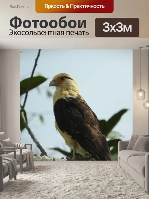 Фотообои Авес