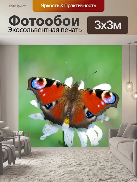 Фотообои Бабочка