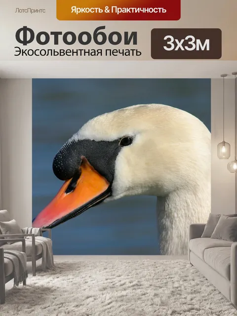 Фотообои Лебедь