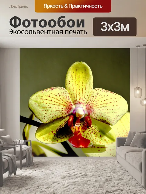 Фотообои Орхидея