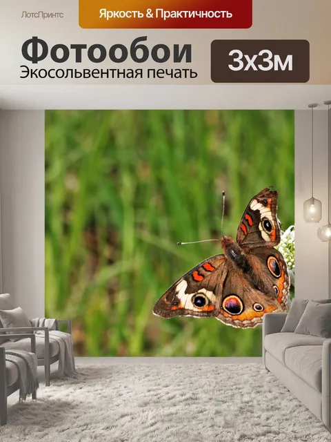 Фотообои Общий фон бабочки Бакей