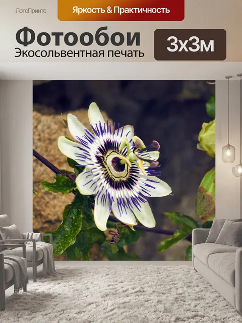 Фотообои Цветочный сорт страстоцвет.