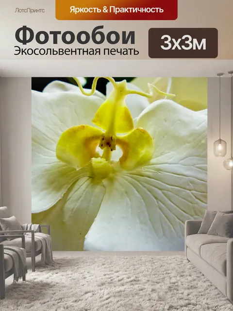 Фотообои Белая орхидея