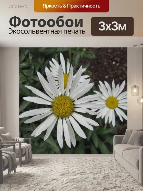 Фотообои белые ромашки с желтыми центров
