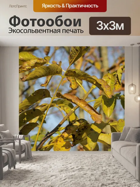 Фотообои Ореховое дерево