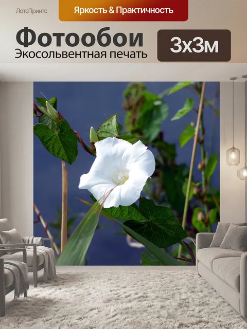 Фотообои Цветок
