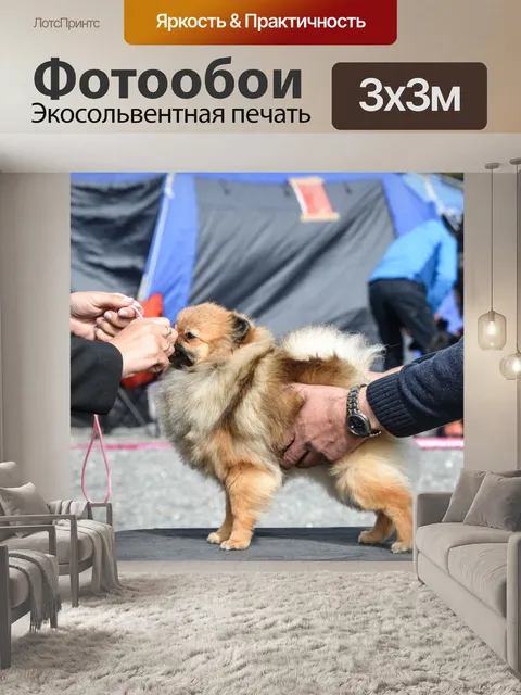 Фотообои собака, собака, домашнее животно