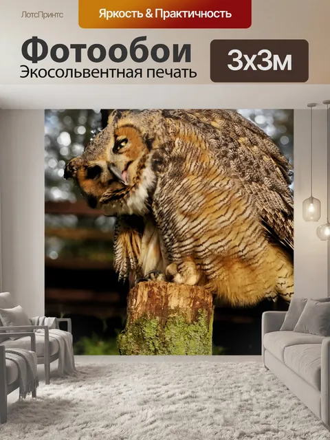 Фотообои Сова
