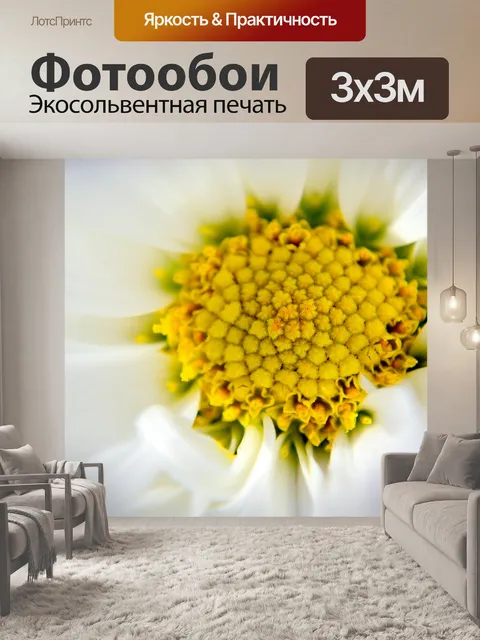 Фотообои Герберы ромашки