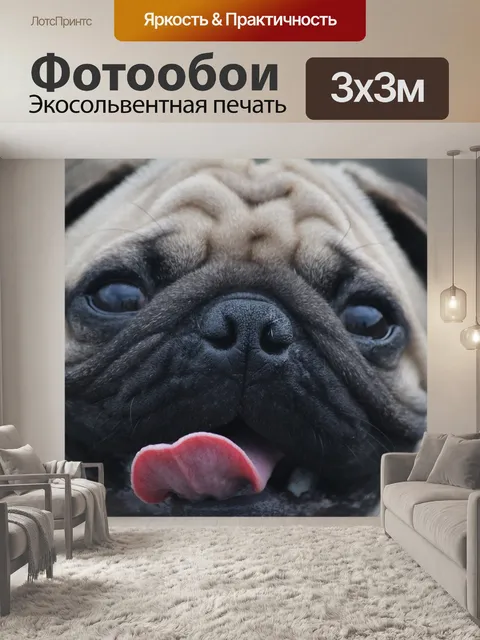 Фотообои Мопс
