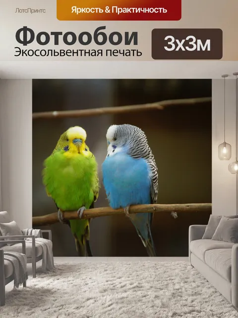 Фотообои Волнистый попугайчик попугай птица